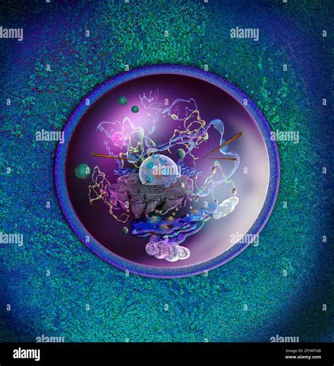 Cellule Humaine Illustration Photo Stock Alamy