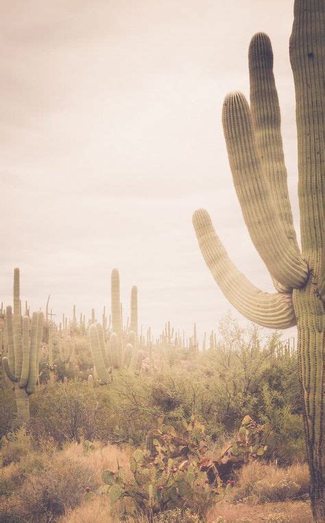 Arizona Photography Cactus Photography Saguaro National Park Saguaro
