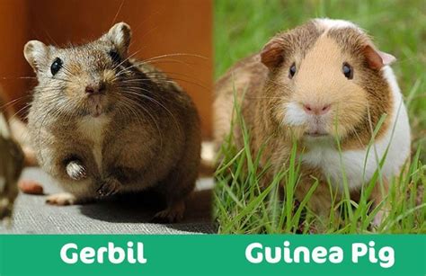 Gerbil Vs Guinea Pig Which Pet Should You Get With Pictures Pet Keen