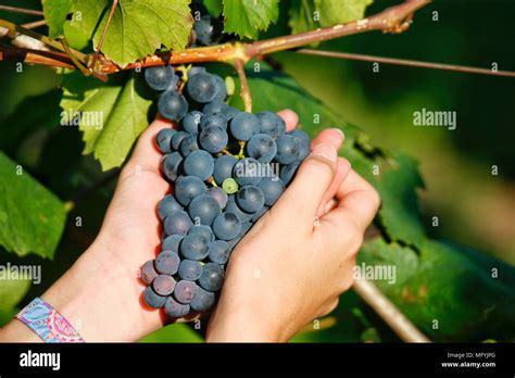 Hand Holding Grapes Vineyard Hi Res Stock Photography And Images Alamy
