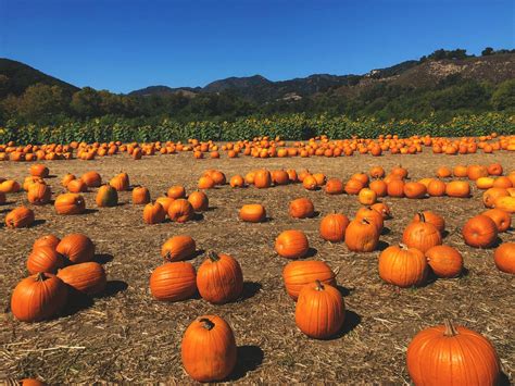 Experience rustic farm life at avila valley barn. Avila Valley Barn