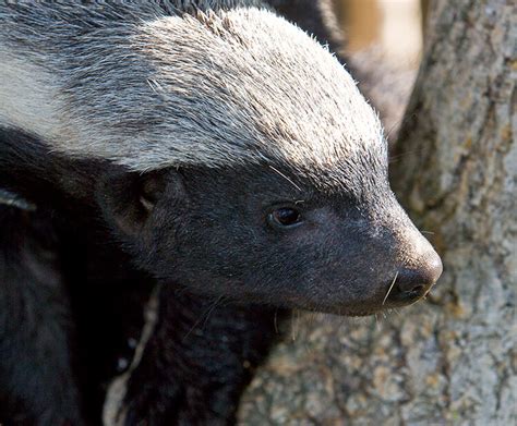 Honey Badger Ratel San Diego Zoo Wildlife Explorers