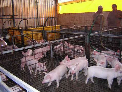 Sistemas De Explotación En Cría De Cerdos Noticias Agropecuarias