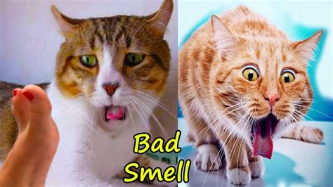 Cat Smells Bad After Surgery Cat Meme Stock Pictures And Photos