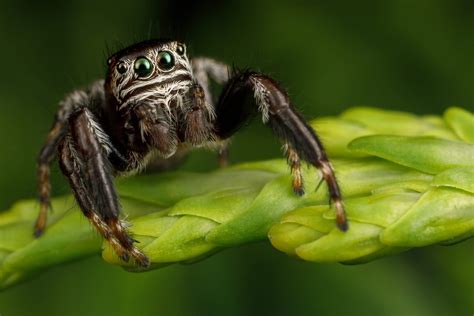 Different Types Of Spiders In Ohio Prevent Pest Control