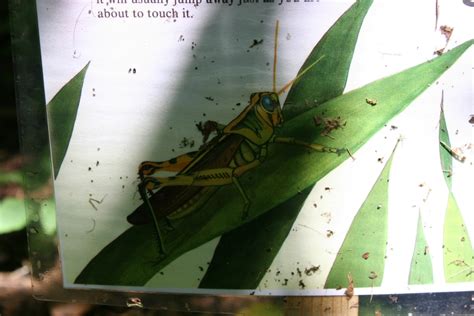Nature 315 Grasshopper Book Page Minnesota Prairie Roots