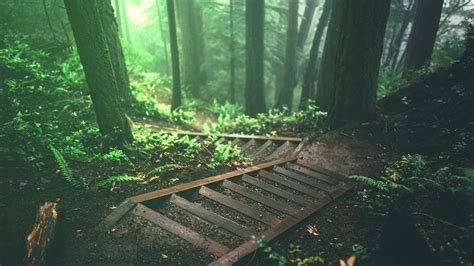 Trees Stairs Deep Forest Forest Nature Plants Jungle