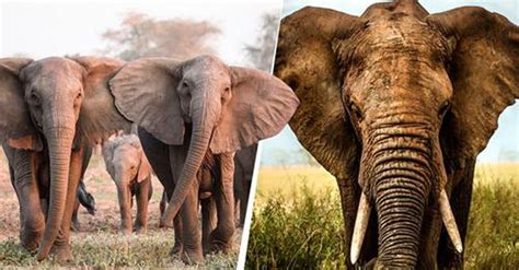 Elefantes Evoluem E Nascem Sem Presas Em Resposta Aos Ca Adores A