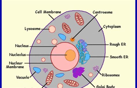 Label Parts Of A Cell