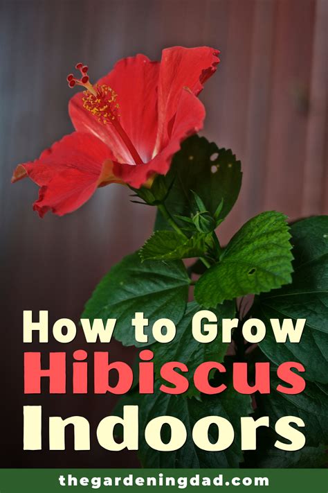 Ultimate Guide To Hibiscus Care Indoors The Gardening Dad Growing