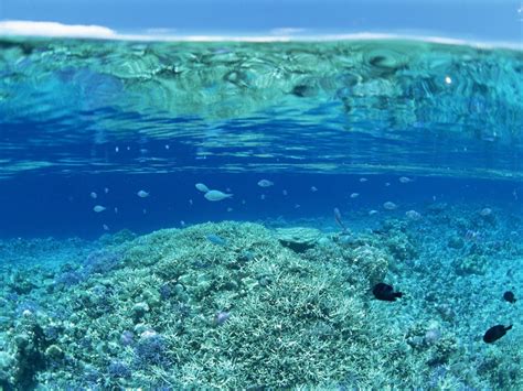 Wallpaper Sea Water Blue Underwater Coral Reef Split View Ocean