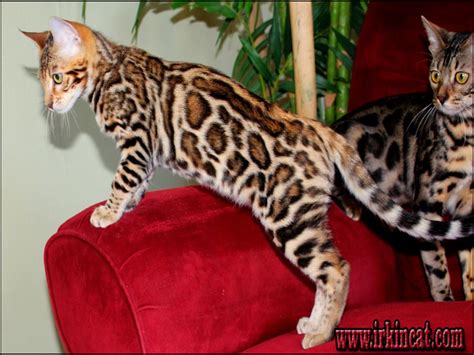 Outstanding bengal cats and kittens! Bengal Kittens For Sale Oregon Features | irkincat.com