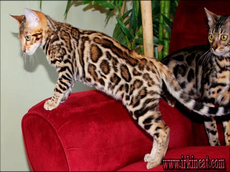 The bengal cat is highly active. Bengal Kittens For Sale Oregon Features | irkincat.com