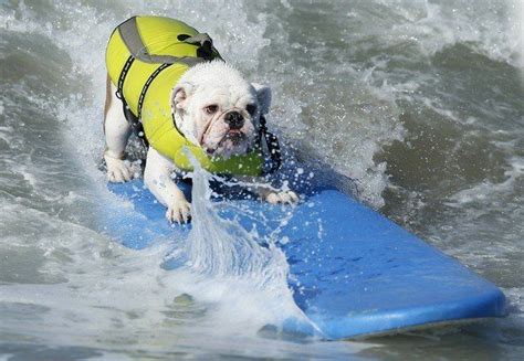 Funny Surfing Dogs On The Wave Dog Contest Cute Animals Animals