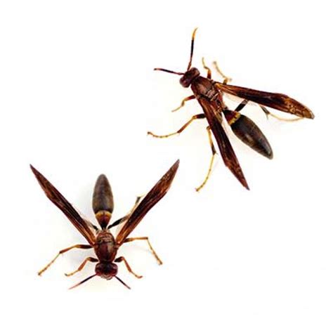 Paper Wasp Identification And Behavior Western Exterminator Of Las Vegas