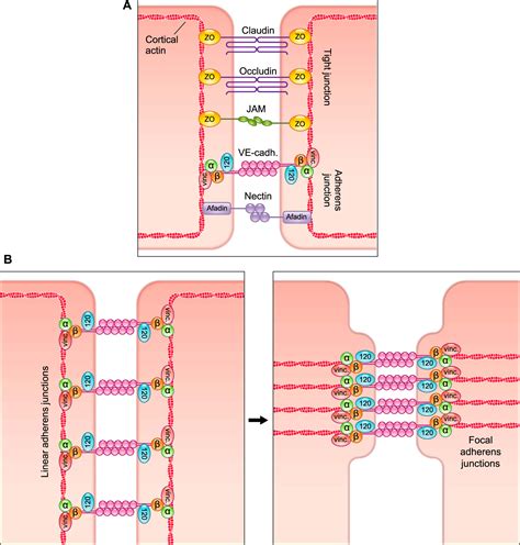Passing The Vascular Barrier Endothelial Signaling Processes