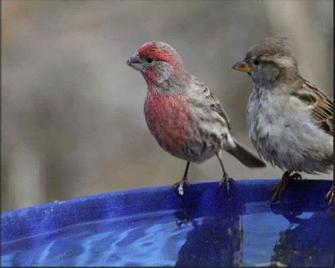 How To Tell A House Finch From A Sparrow 5 Differences