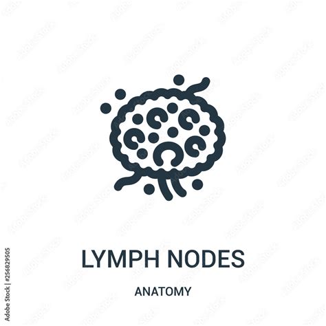 Lymph Nodes Icon Vector From Anatomy Collection Thin Line Lymph Nodes