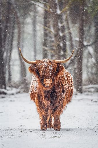 Portrait Of A Scottish Highland Cow In The Snow In A Forest During