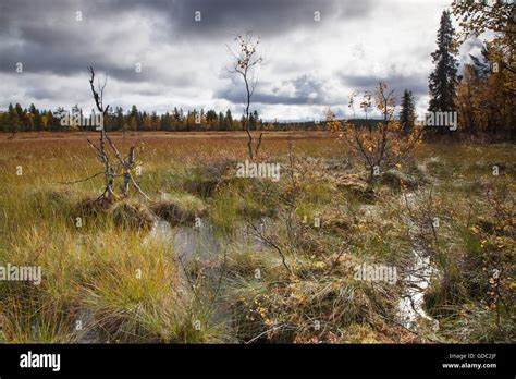 Europefinlandautumnautumn Colorsscenerylandscapelaplandmoor