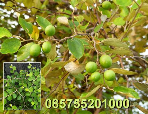 Kami menggaransi uang kembali jika bibit tanaman atau pohon ternyata rusak ataupun busuk pada saat pengiriman. BIBIT BIDARA | BIBIT DAUN BIDARA | BIBIT TANAMAN BIDARA ...