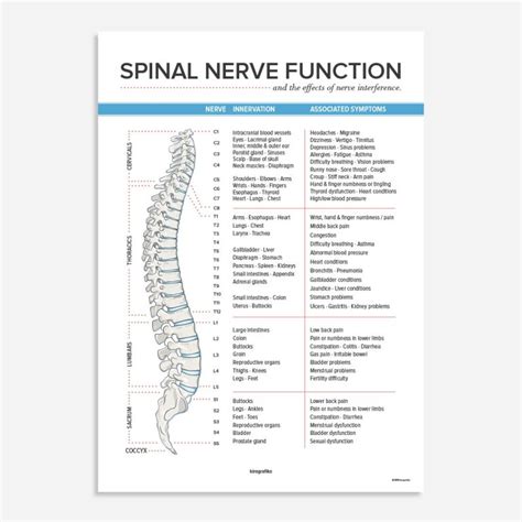 Spinal Nerve Function Chart Poster By Kirografiks