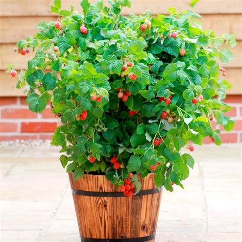 Best Fruits To Grow In Pots Fruits For Containers