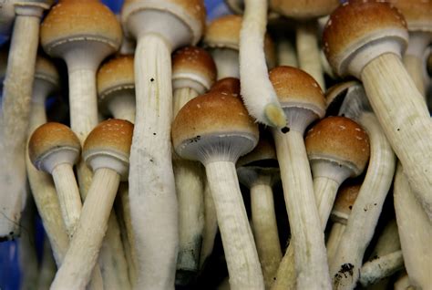 Guest Commentary Lets Talk Magic Mushrooms Denver Now That They Are