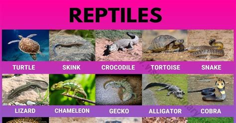 Reptiles Helpful List Of 27 Names Of Reptiles In English Visual