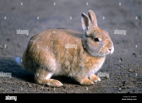 Pygmy Rabbit Brachylagus Idahoensis Zwergkaninchen Brachylagus