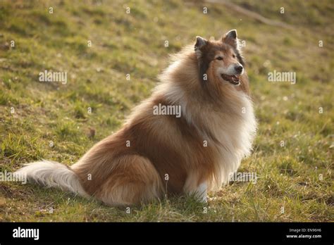 Rough Collie Male Dog Sable White 8 Years Oldschottischer