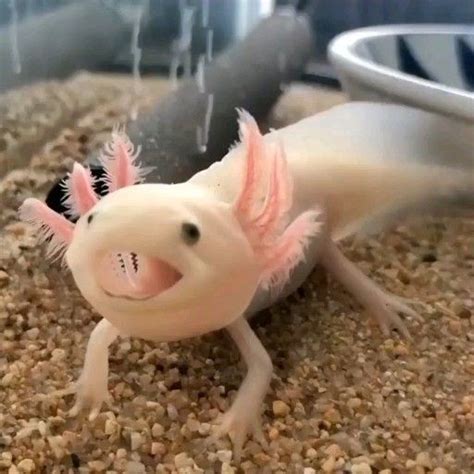 How can you not love a face like this? It's the critically endangered
