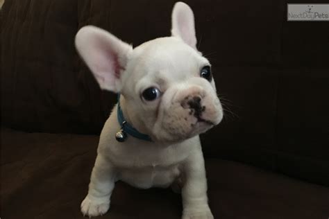 We are run solely on the donations of our supporters. 23+ French Bulldog Puppies Ohio Rescue - l2sanpiero