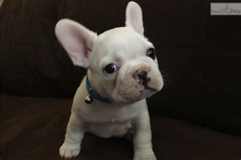 Elongated soft palate in bulldogs and french bulldogs. 23+ French Bulldog Puppies Ohio Rescue - l2sanpiero