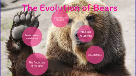 Evolution Of Bears By Katherine Forish