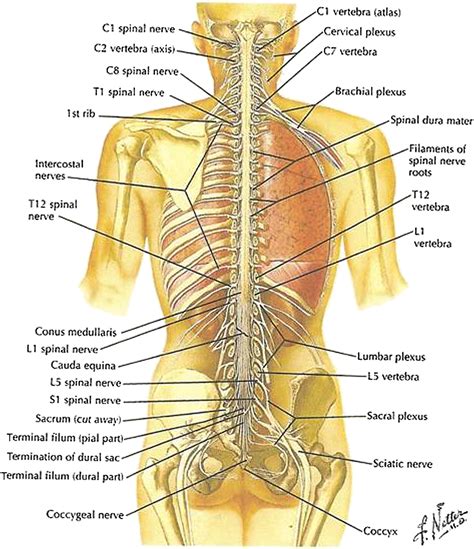Brain And Spinal Cord Diagram Anatomy Chart Of Spinal Cord Labeled