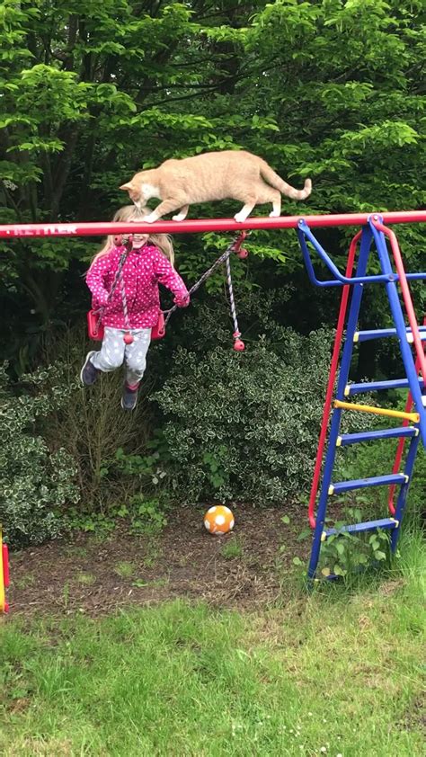 Cat Falls On Swinging Girl Who Does Backflip And Lands Like Superhero