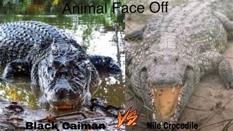 Black Caiman Vs Nile Crocodile Youtube
