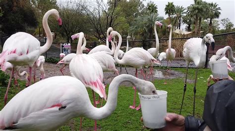 Phoenix Zoo Backstage Adventure Greater Flamingo Feeding Youtube