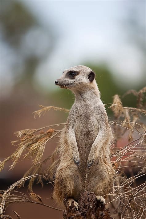 Meerkat Hd Wallpapers Hd Wallpapers High Definition Free Background