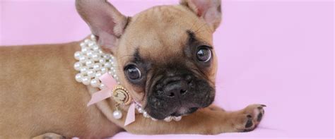 One thing every french bulldog puppy has in common is its cuddly, warm nature. Teacup Puppies and Teacup Yorkies For Sale at TeaCups ...