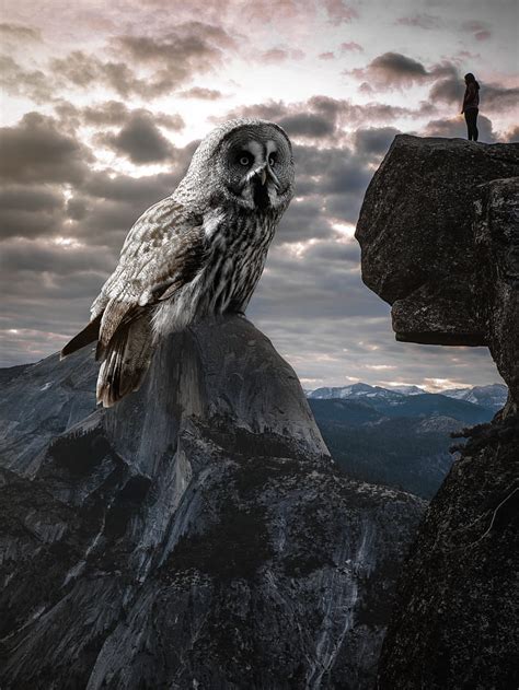 1920x1080px 1080p Free Download Giant Owl Animal Cliff Clouds