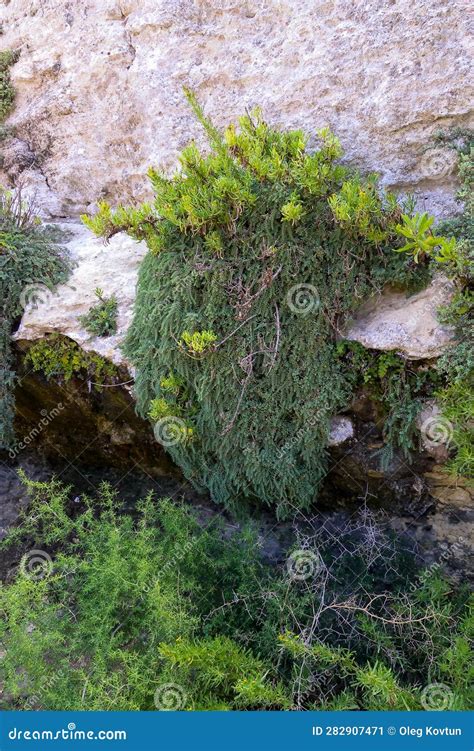 Wild Succulent Plants On The Eroded Rocks Of The Shore Of Gozo Island
