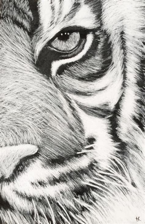 Scratchboard Art Pencil Drawings Of Animals Lion Sketch