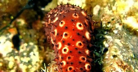 Necton e Plancton: Echinodermi: Cetriolo di Mare a Punte Nere