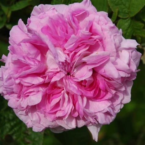 Daphné Rose Intensiv Rosa And Violett 120m X 90cm 1819 Rosa