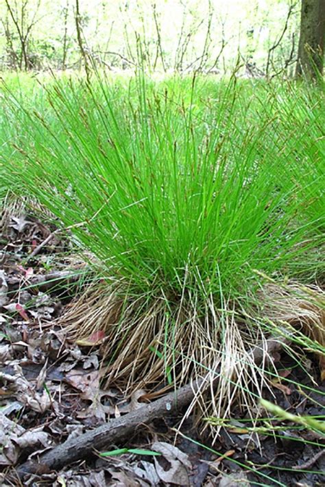 Native Sedges Prairie Nursery