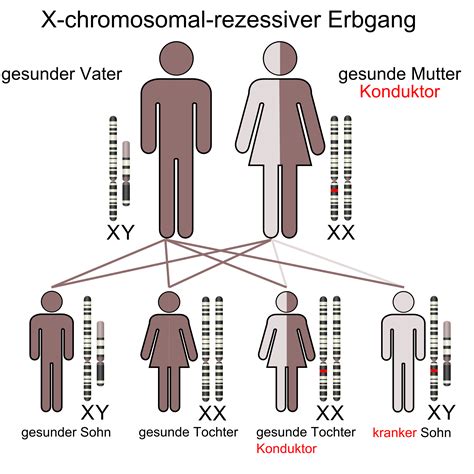 X Chromosomaler Erbgang