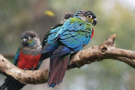 Parrot Encyclopedia Crimson Bellied Conure World Parrot Trust