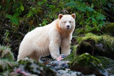 Spirit Bear The Official Animal Of British Columbia Rpics